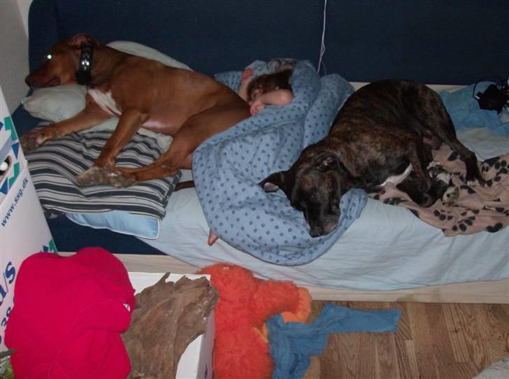 Blanding af racer gismo (R.I.P) billede 2