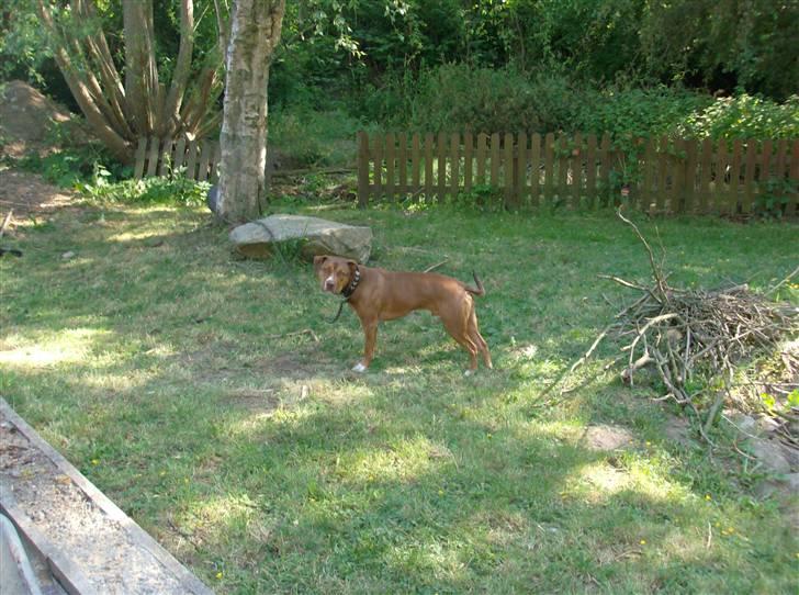 Blanding af racer gismo (R.I.P) billede 3