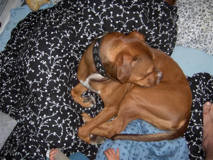 Blanding af racer gismo (R.I.P) billede 4