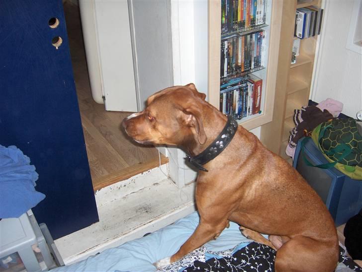 Blanding af racer gismo (R.I.P) billede 5