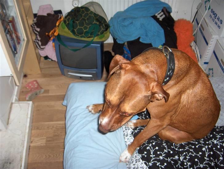 Blanding af racer gismo (R.I.P) billede 6