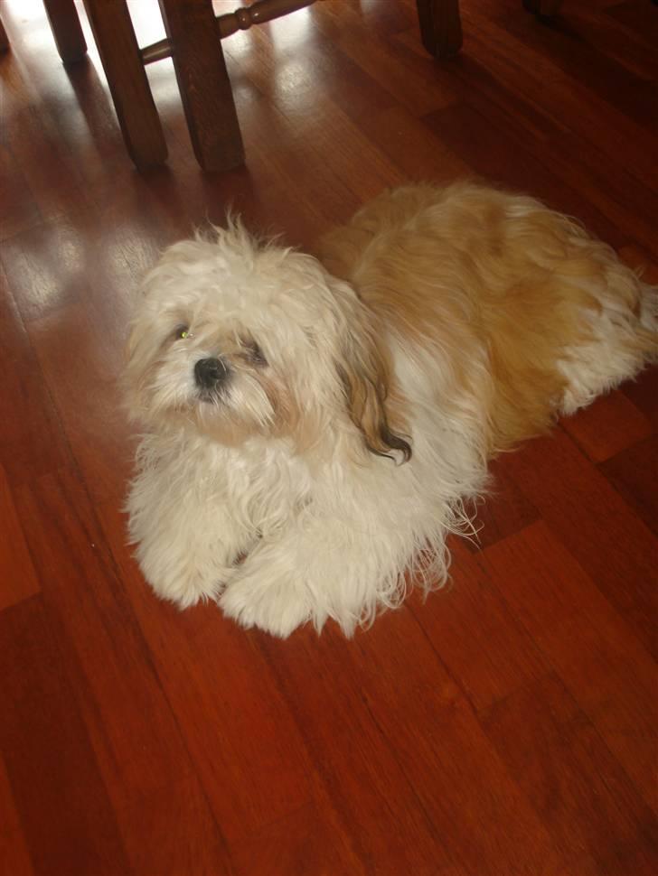 Shih tzu Jason R.I.P. <3 billede 10