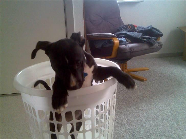 Amerikansk staffordshire terrier chang billede 5