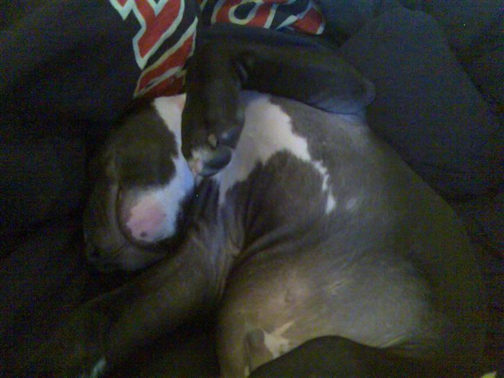 Amerikansk staffordshire terrier chang billede 6