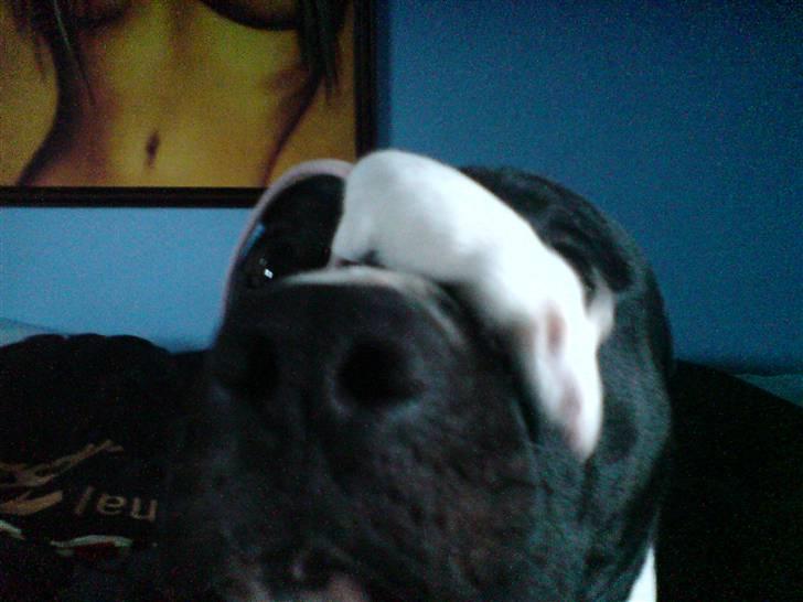 Amerikansk staffordshire terrier chang billede 7