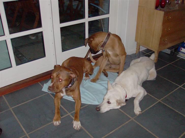 Blanding af racer gismo (R.I.P) billede 7