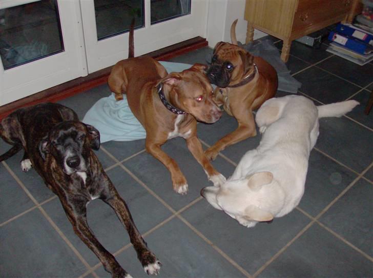 Blanding af racer gismo (R.I.P) billede 8