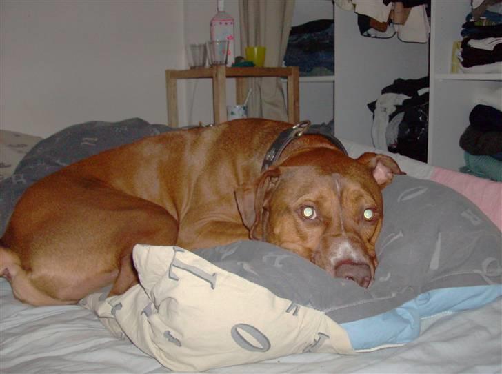 Blanding af racer gismo (R.I.P) billede 12