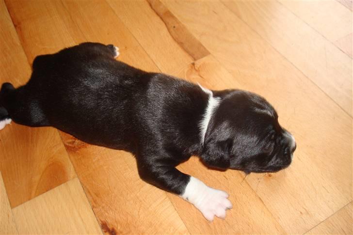 Staffordshire bull terrier Xena - Xena 4uger ca. billede 1