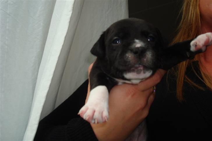 Staffordshire bull terrier Xena - Xena 3½uge gammel... billede 2
