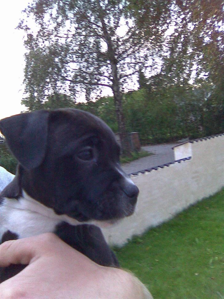 Staffordshire bull terrier Xena - Xena 8uger gammel... 2dage før hun skulle med hjem :P billede 3