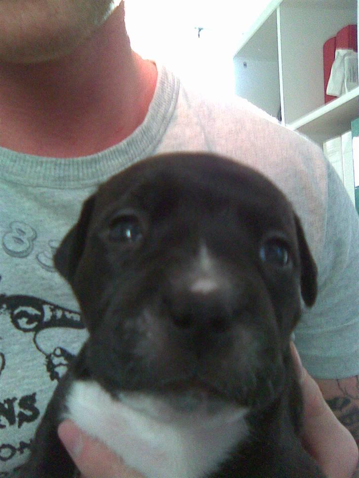 Staffordshire bull terrier Xena - Xena 6uger gammel. billede 4
