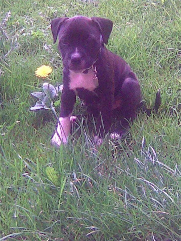 Staffordshire bull terrier Xena - Xena i haven... billede 5