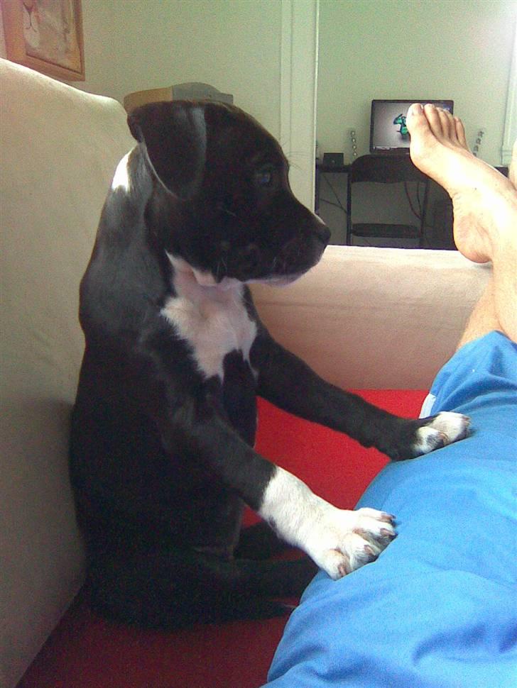 Staffordshire bull terrier Xena - Xena ser fjernsyn... Fodbold self. billede 6