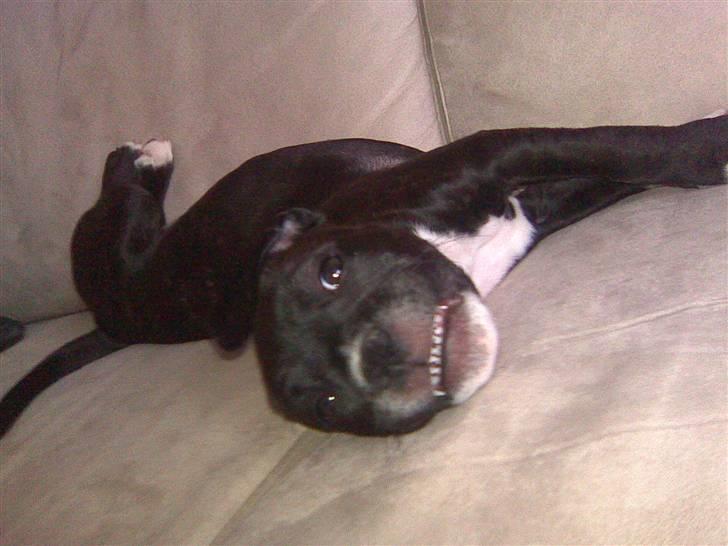 Staffordshire bull terrier Xena - Xena ude på ballade...  billede 7