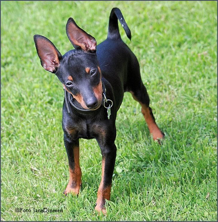 Dvaergpinscher Rødkildes Birdie "Nicky" billede 6