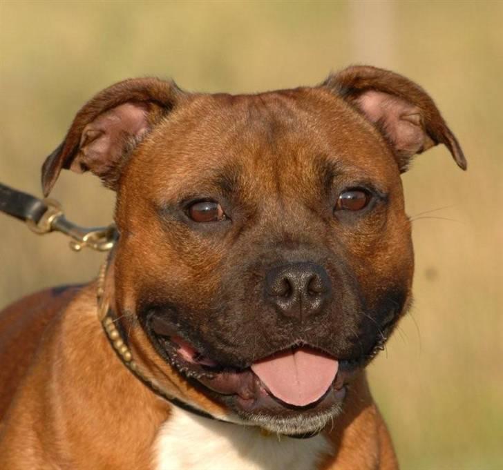 Staffordshire bull terrier Angelicstaff Cool Cash billede 1