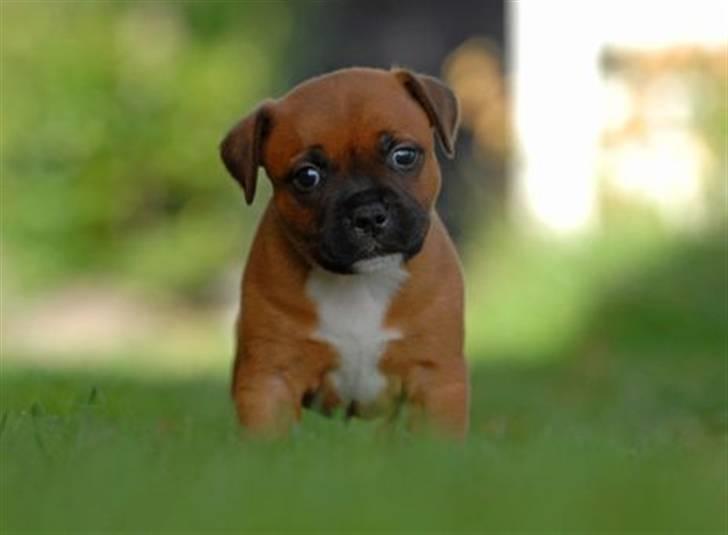 Staffordshire bull terrier Angelicstaff Cool Cash billede 2
