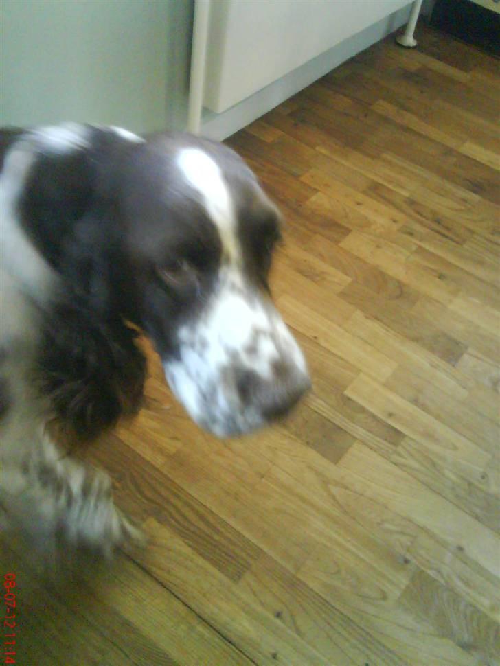 Engelsk springer spaniel Tor billede 6