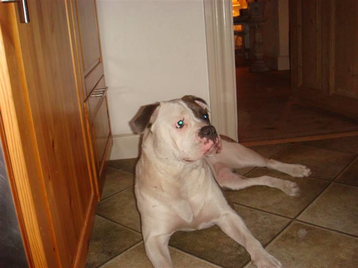 Amerikansk bulldog Chica - Nu er jeg ved at være fuldvoksen. billede 10
