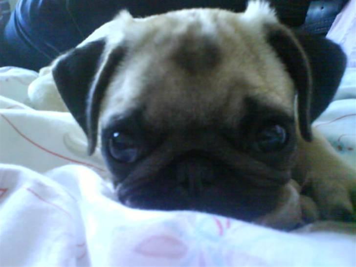 Mops Lucca - Hej Lucca! billede 5