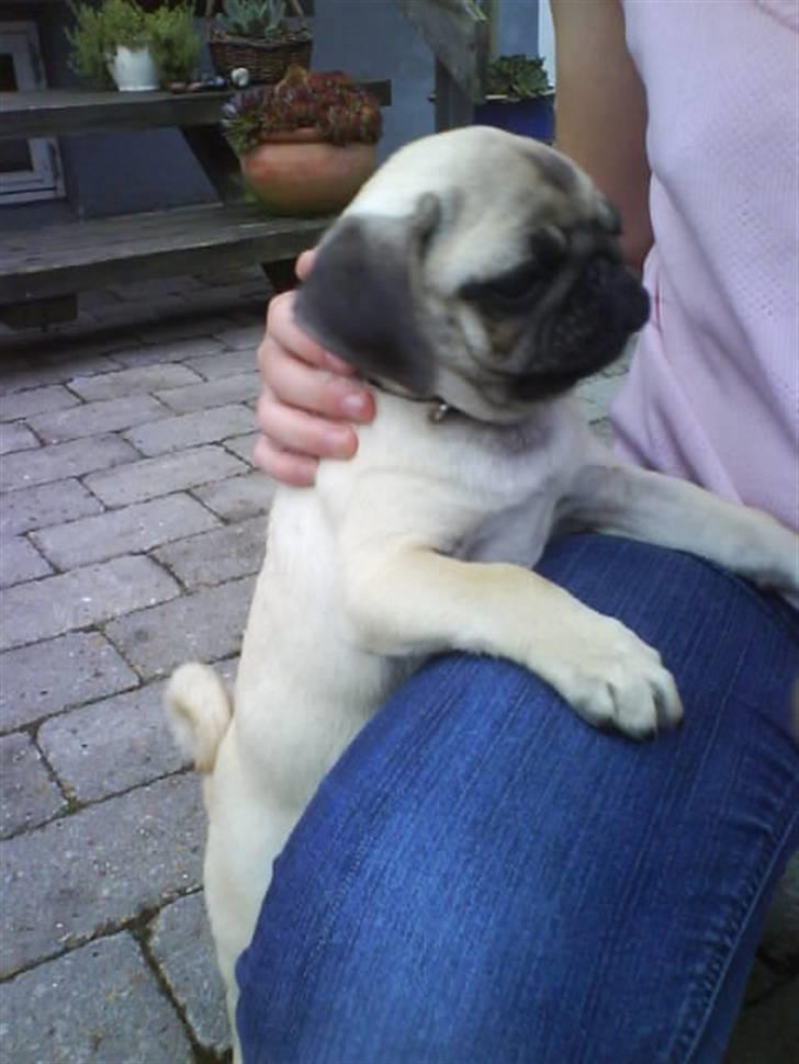 Mops Lucca - Nusse nusse billede 6