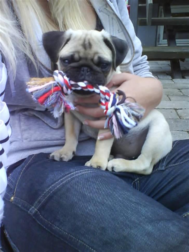 Mops Lucca - Nååår billede 7