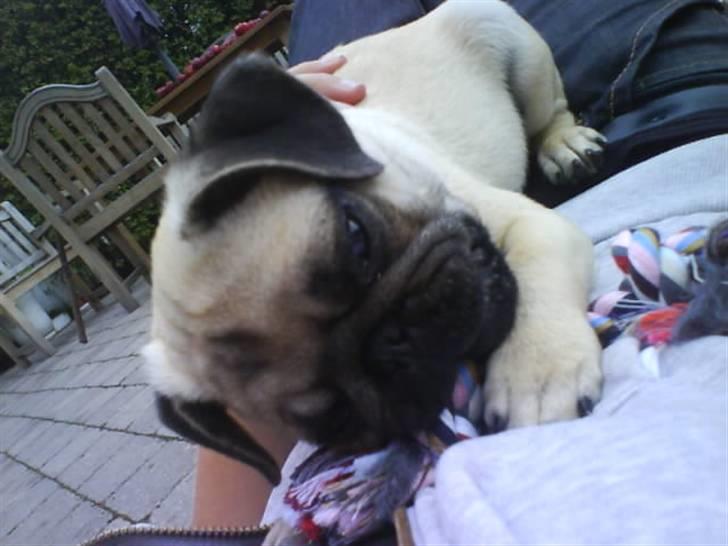 Mops Lucca billede 8