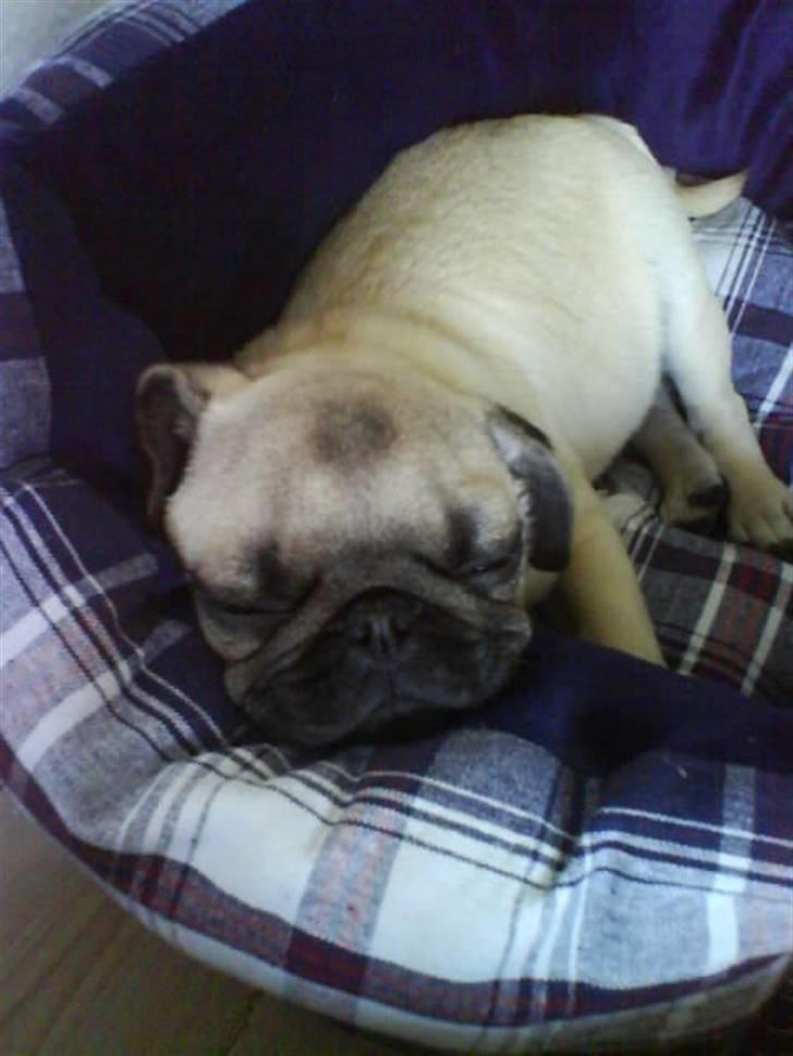 Mops Lucca billede 9