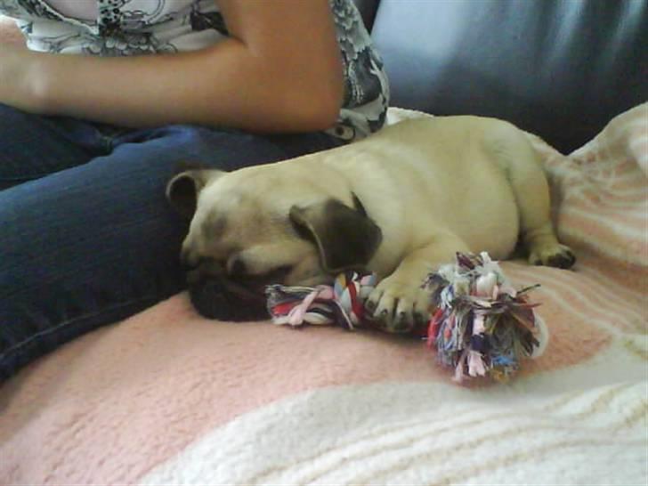 Mops Lucca billede 10