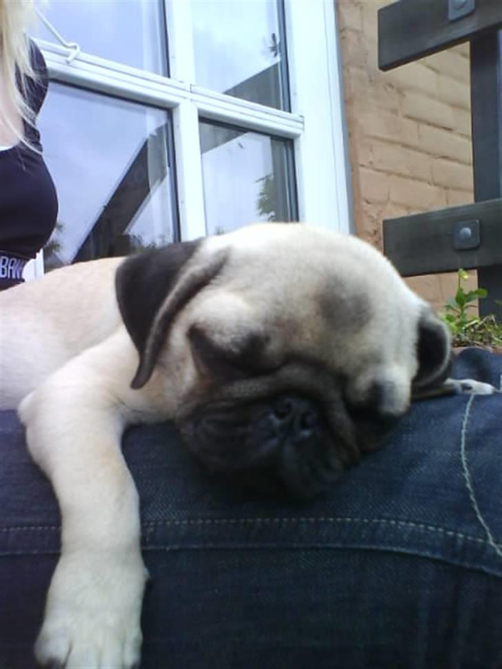 Mops Lucca billede 12