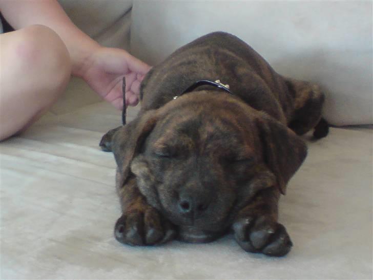 Blanding af racer Tiger - Lige da jeg kom hjem til mit nye hjem. billede 8