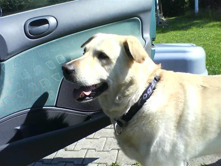 Labrador retriever Tusse billede 1