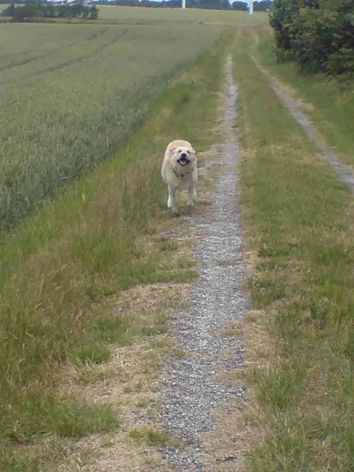 Labrador retriever Tusse billede 2