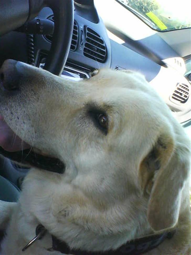 Labrador retriever Tusse billede 4