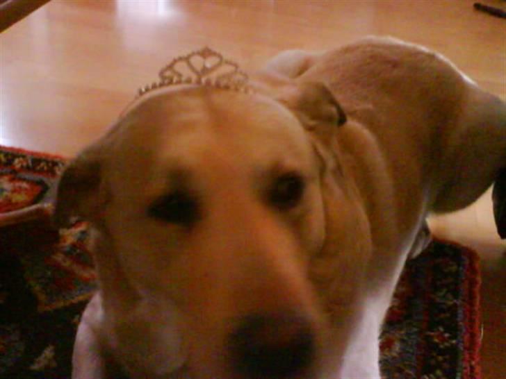 Labrador retriever Tusse billede 6