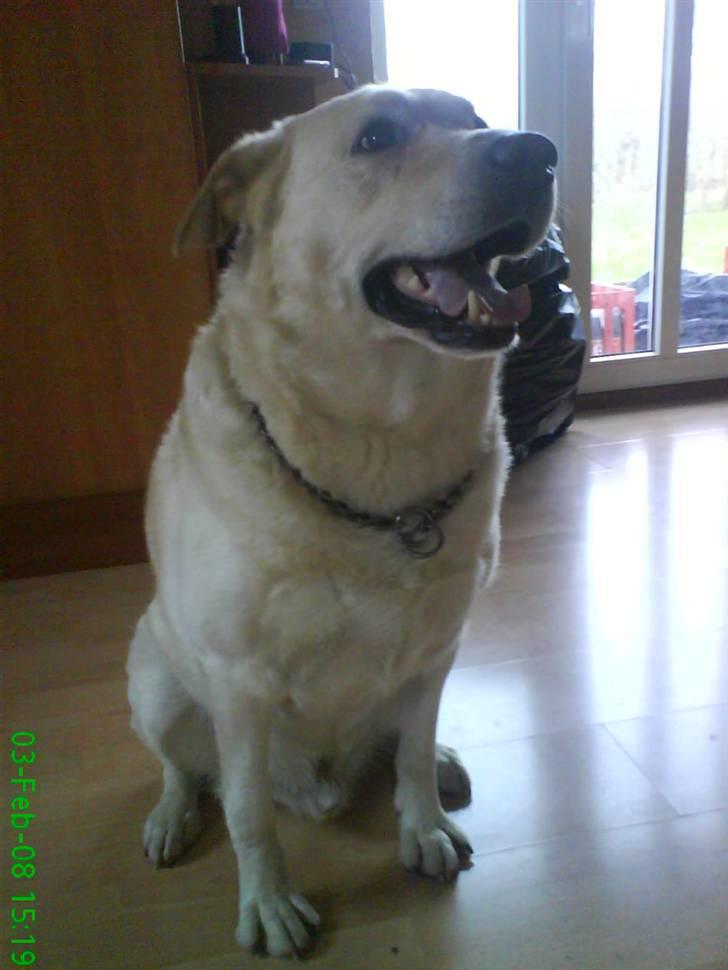 Labrador retriever Tusse billede 7