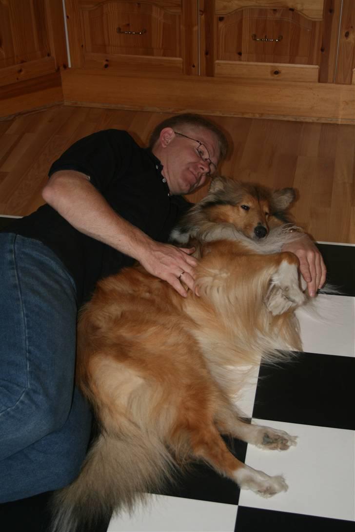 Collie langhåret Samion Sailor de Monds billede 4