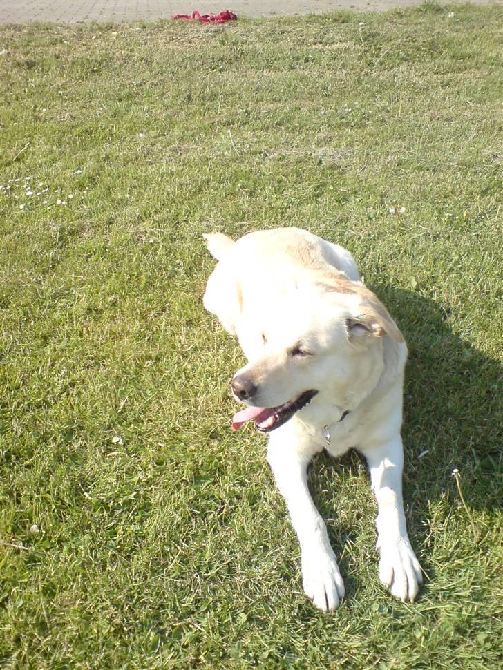 Labrador retriever Tusse billede 8