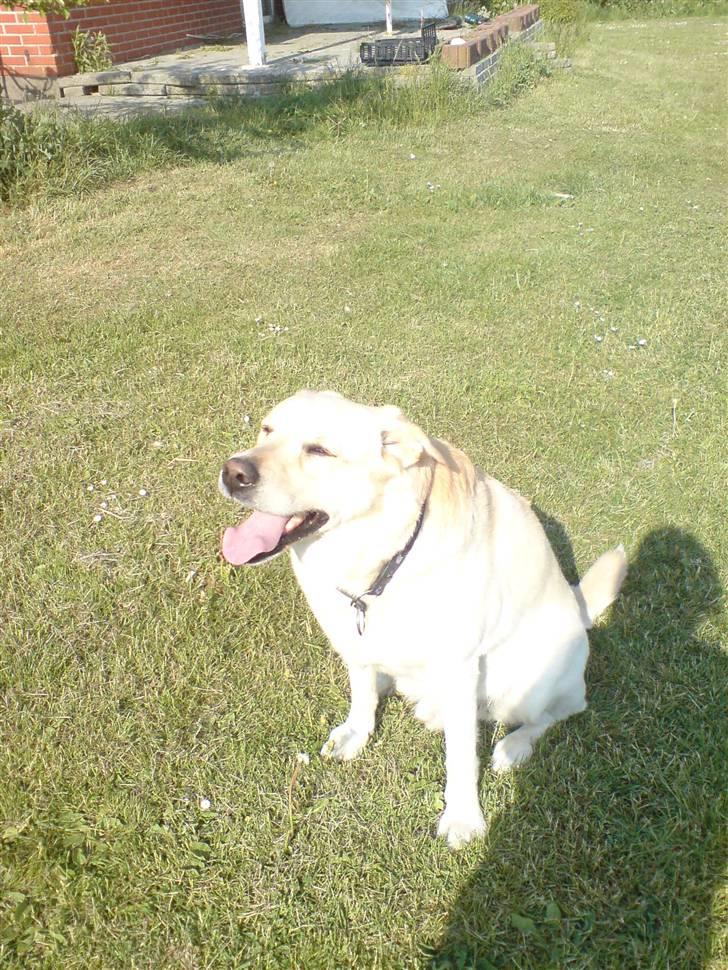 Labrador retriever Tusse billede 9