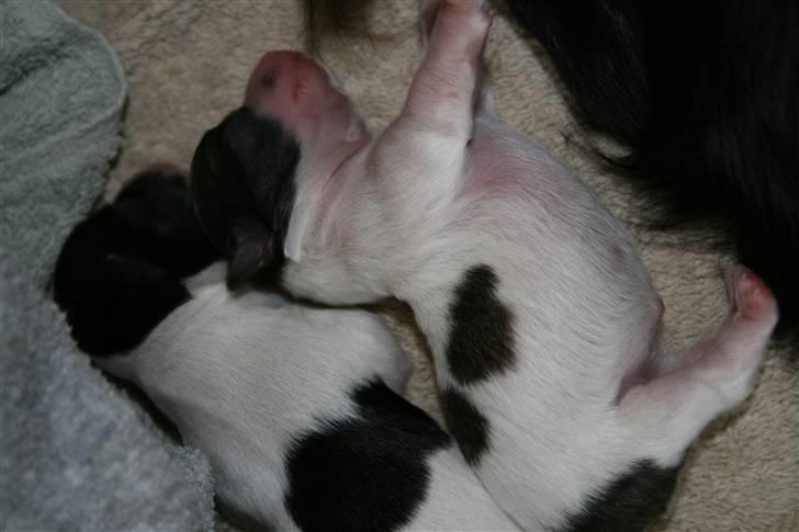 Chihuahua Chilli - Dejligt at ligge i ske  ( 2 dage gamle) billede 15