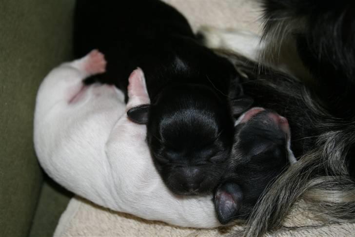 Chihuahua Chilli - Mums...blød hovedpude :o)  ( 2 dage gamle billede 16