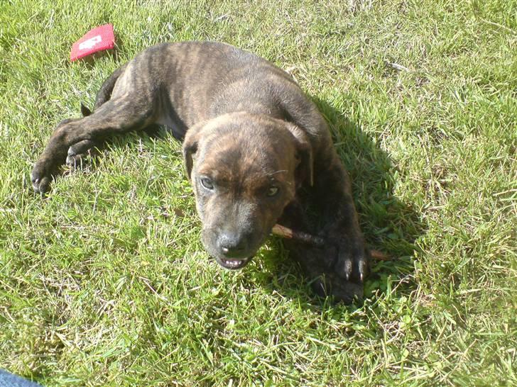 Blanding af racer Tiger - Det er altså min pind. billede 9