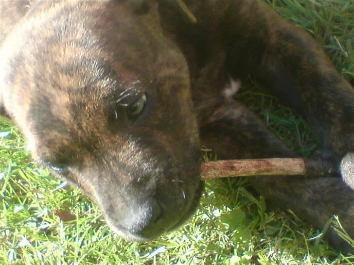 Blanding af racer Tiger - En god pind faktisk. billede 10