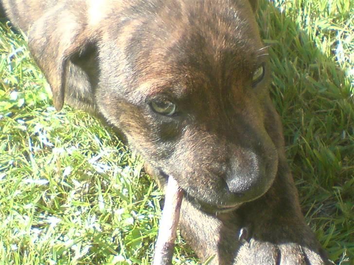 Blanding af racer Tiger billede 12