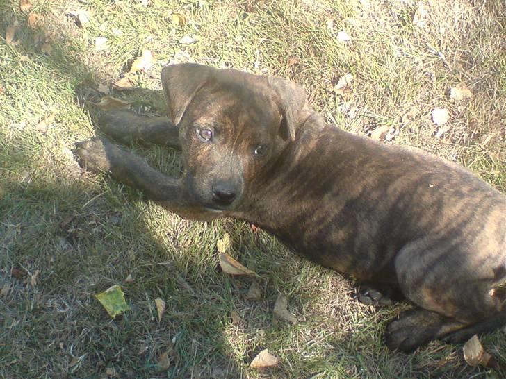 Blanding af racer Tiger billede 13