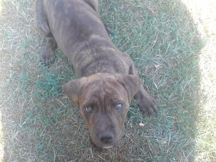 Blanding af racer Tiger - Tager du billeder af mig. billede 14