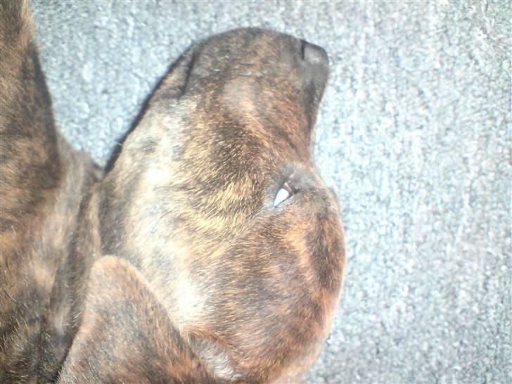 Blanding af racer Tiger - En hård dag så det hvide vender ud af øjnene.. billede 15