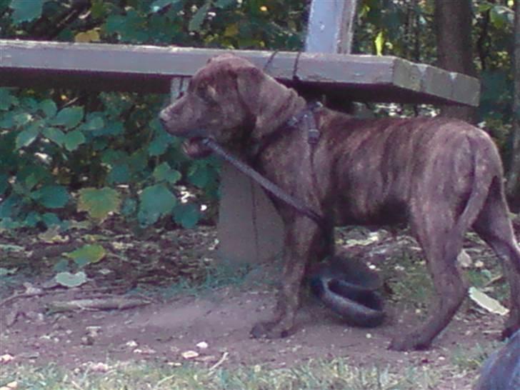 Blanding af racer Tiger - jeg gider ikke stå her. billede 16