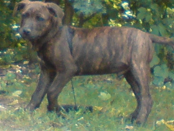 Blanding af racer Tiger - he he så kom jeg fri.. billede 17